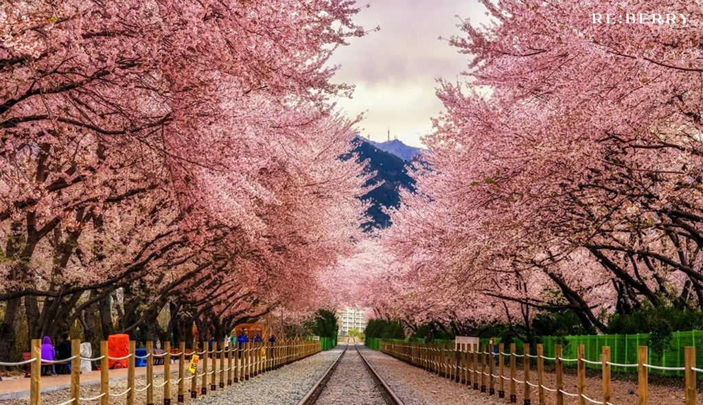 trees with pink leaves at two sides of a street