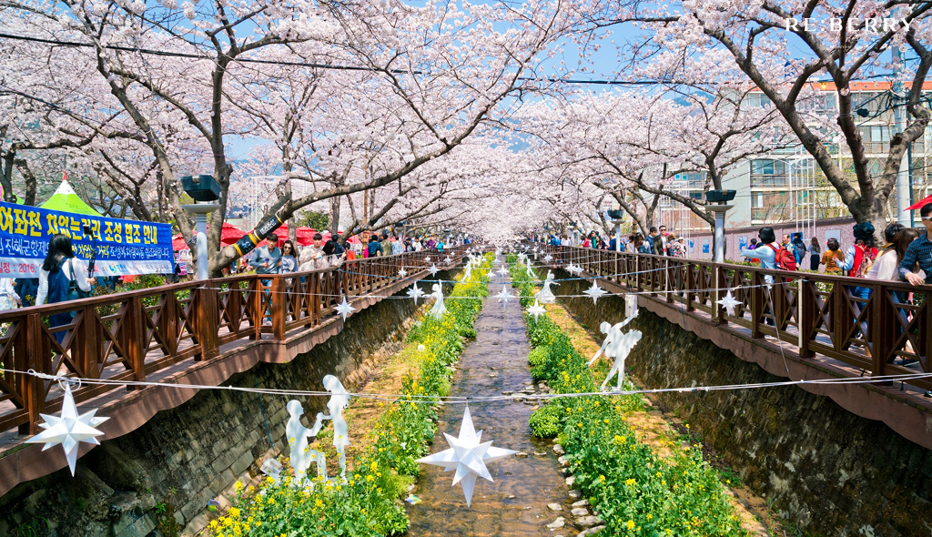 jinhae cherry blossom festival at spring season