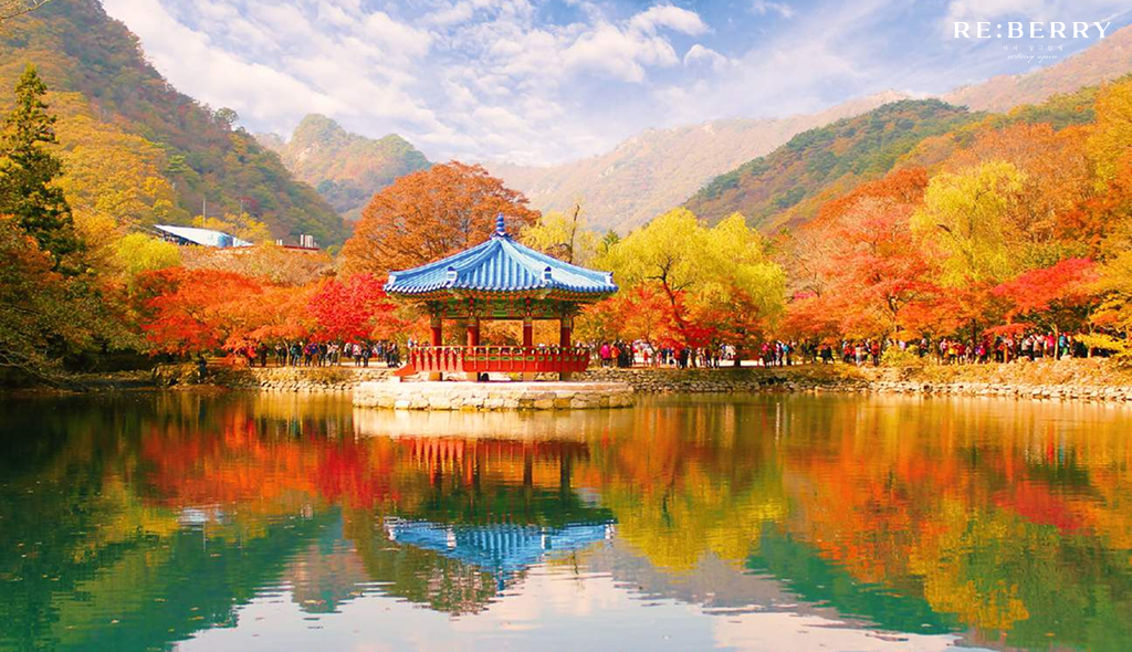 forest of colorful leaf trees near a lake at naejangsan national park
