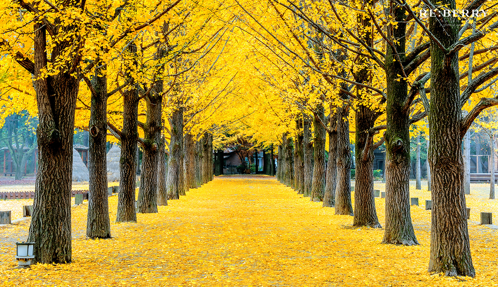 a street with yellow leaf trees and leafs on ground at nami island